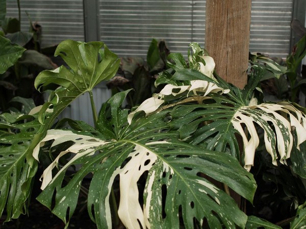 Monstera Variegata