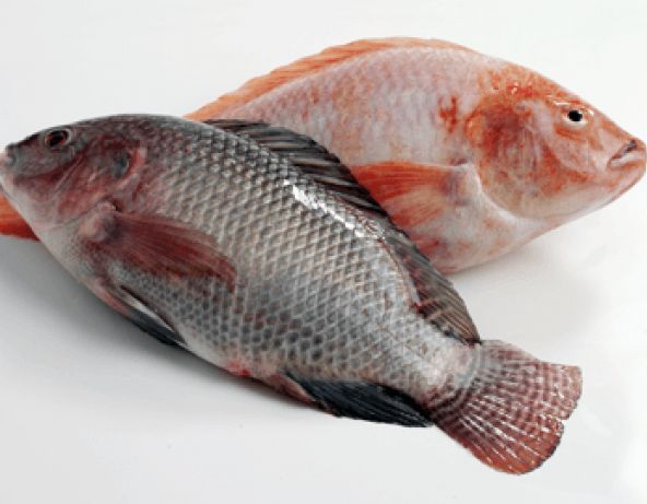 Ikan Tilapia Bergizi