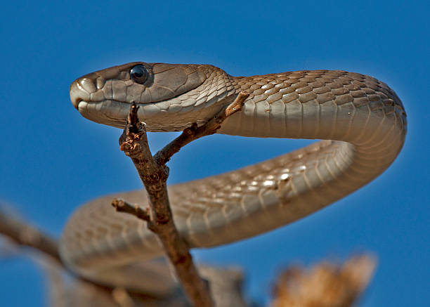 Close-up of Black Mamba’s sleek, grayish body gliding through grass