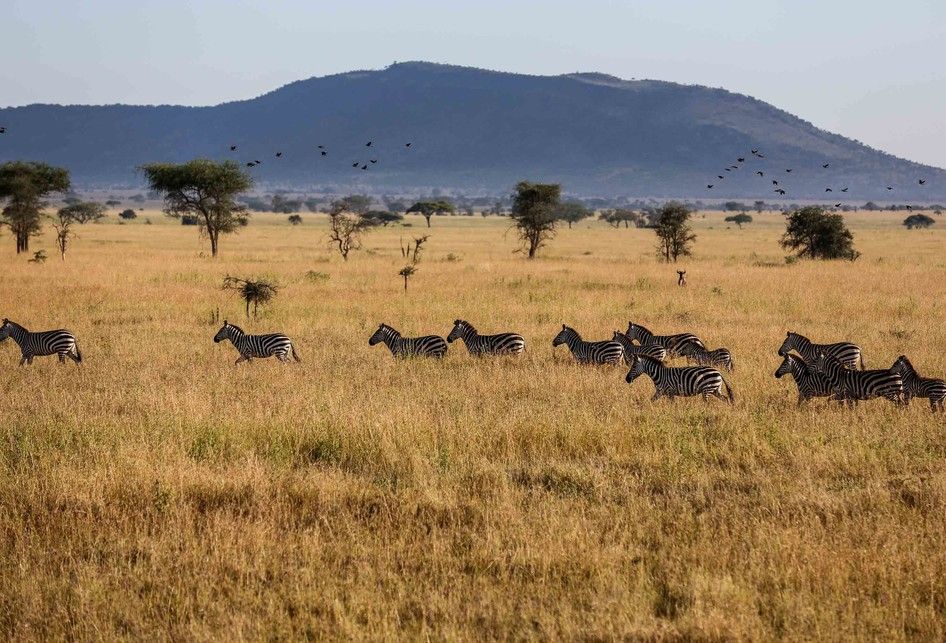 Taman Nasional Serengeti: Lebih dari Sekadar Safari, Ini Warisan Dunia!