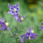 Aquilegia vulgaris: Bunga Klasik yang Memperindah Taman dengan Sentuhan Elegan