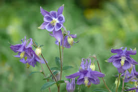 Aquilegia vulgaris: Bunga Klasik yang Memperindah Taman dengan Sentuhan Elegan