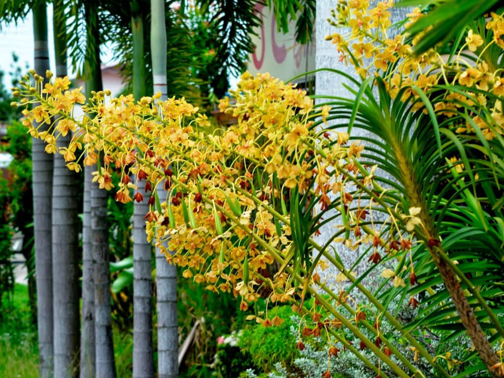 Deskripsi Grammatophyllum Speciosum