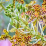 Grammatophyllum Speciosum: Keajaiban Anggrek Raksasa yang Memukau Dunia