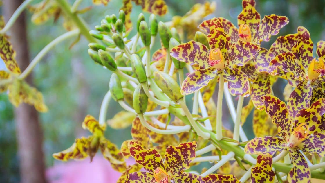 Grammatophyllum Speciosum: Keajaiban Anggrek Raksasa yang Memukau Dunia