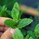 Daun Mint: Manfaat, Kandungan, dan Penggunaan dalam Kehidupan Sehari-hari