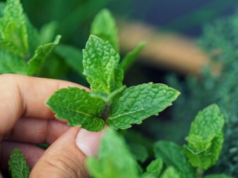 Daun Mint: Manfaat, Kandungan, dan Penggunaan dalam Kehidupan Sehari-hari