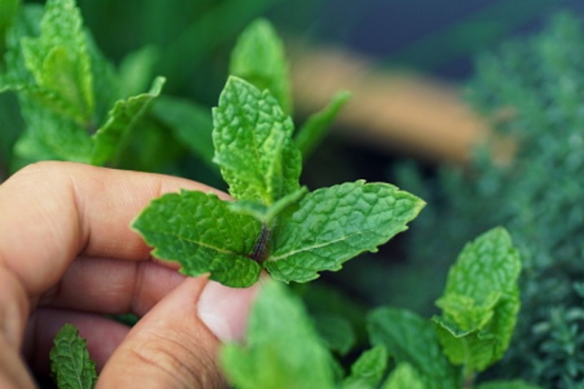 Daun Mint: Manfaat, Kandungan, dan Penggunaan dalam Kehidupan Sehari-hari