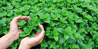 Daun Mint