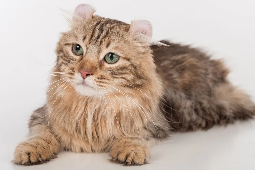 American Curl: Kucing Unik dengan Telinga Melengkung yang Bikin Gemas
