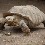 Cryptodira: Penjelajah Purba yang Masih Hidup di Zaman Modern