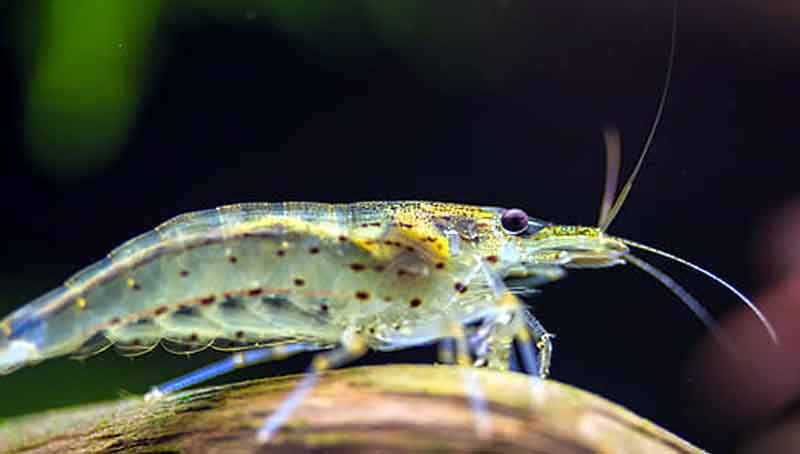 Mengenal Udang Amano